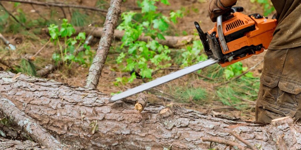 Tree Removal in Denver